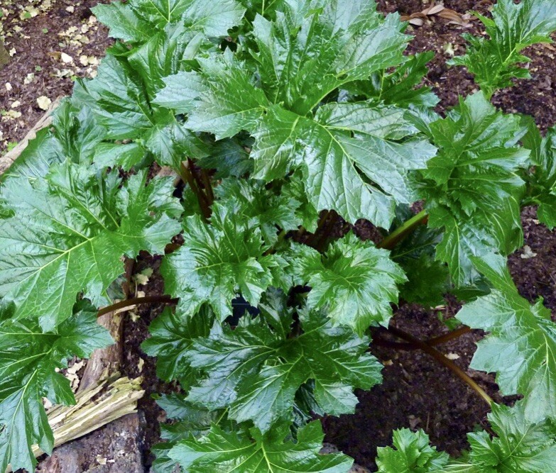 ACANTHUS MOLLIS ~ BEAR'S BREECHES ~ (1) LIVE PLANT ROOT ~ SPREADS FAST