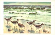 Sandpipers on Beach Art by Gene Klebe Chrome Postcard 1968 Posted NJ