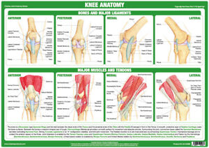 Knee Chart