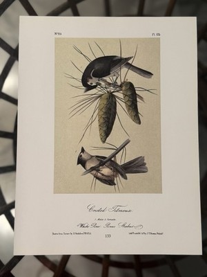 J.J. Audubon Crested Titmouse Print Nature Birds Botanical Art Portrait Unframed