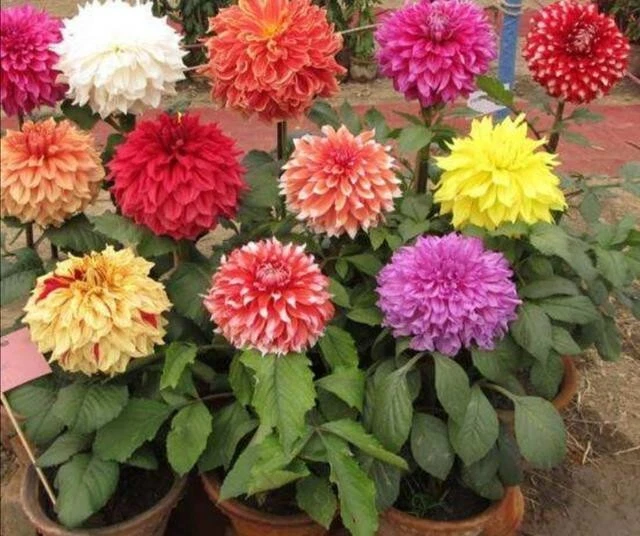 DM 1783VT Dahlia Dahlien Mix Giant Farbcolor Seeds Samen Stück 20 - Bild 1 von 1