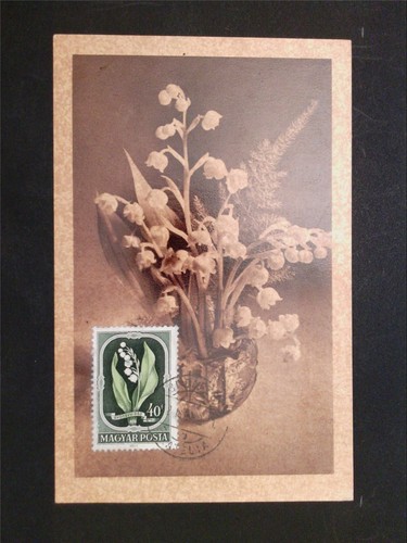 UNGARN MK 1951 FLORA MAIGLÖCKCHEN MAXIMUMKARTE CARTE MAXIMUM CARD MC CM c6699 - 第 1/2 張圖片
