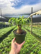 Ponytail Stump | Elephant's Stump Foot | Beaucarnia Recurvata Plant in 6" Pot