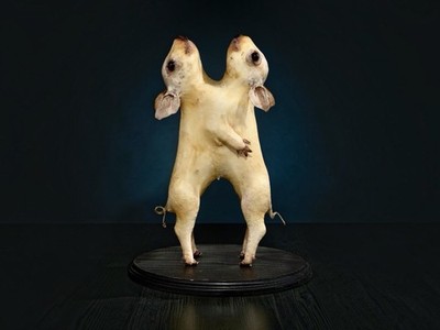 Conjoined Pig Specimen Rare Antique Vintage Bone Skull Oddities Odd Deformity XO