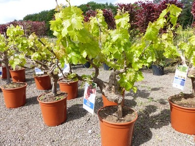 Vitis Vinifera kernlos rote helle Trauben Weinstock knorrige Weinrebe Weintraube