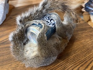 New Taxidermy Drunk Fox Squirrel Mount Novelty  Decor.