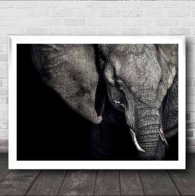 Die Matriarchin Natur Tier Tierwelt Elefant Afrika Botswana Moremi Kunstdruck