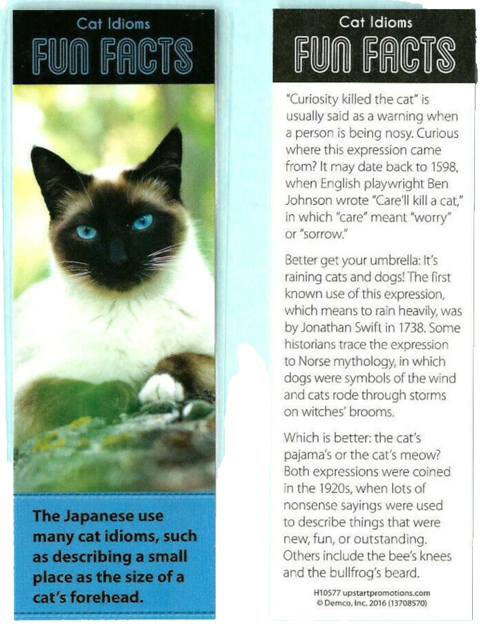 Burmese x siamese sales