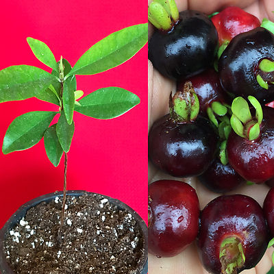 GRUMICHAMA FRUIT TREE live Eugenia Braziliensis Brazil Brazilian Cherry Tropical
