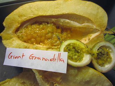 1 Giant Granadilla 10 Passiflora Quadrangularis Passion Fruit Grenadilla Plant Ebay