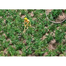 Cespuglio 1266 Piante di Patate H0+ Nuovo