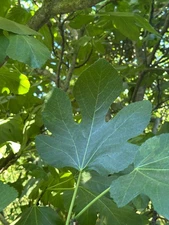 Fresh Organic Fig Leaves Hand Picked, California Grown, QTY 5, 10, 20, 30