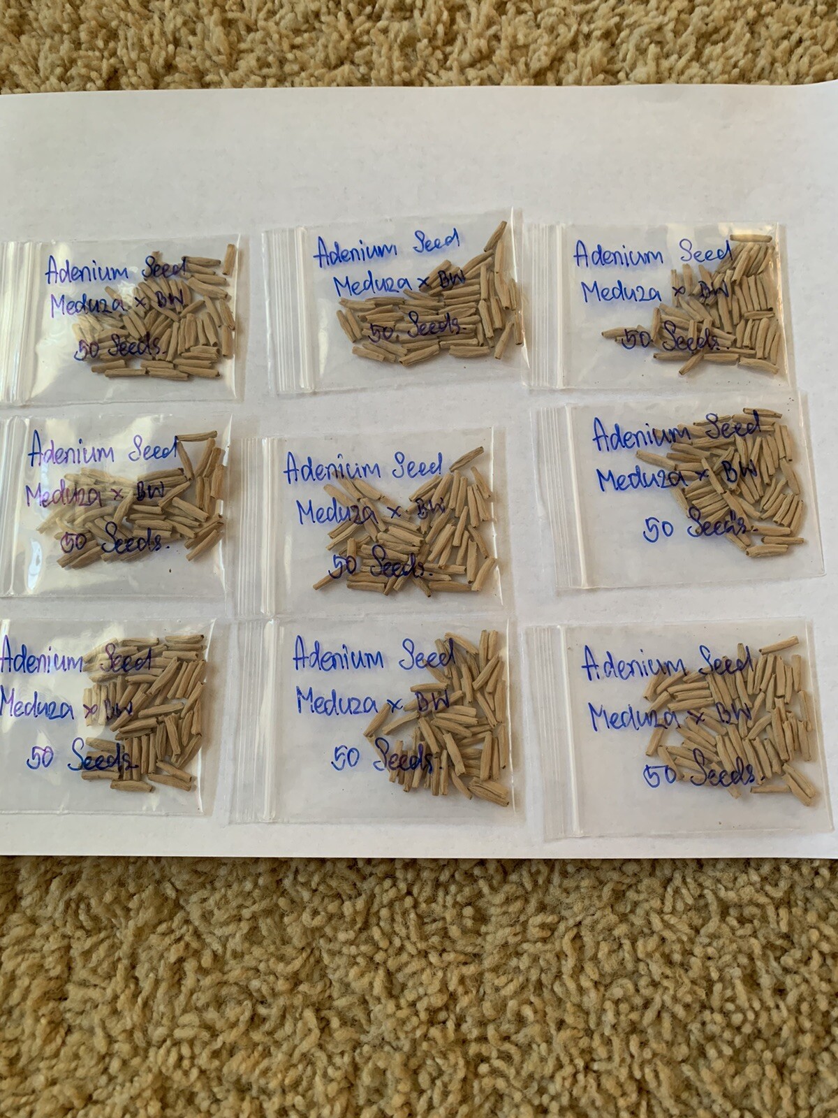 Medusa x BW Dorset Horn Adenium (DHA) desert rose seeds. eBay