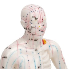 Human Body Acupuncture Model Professional Portable Meridian Points Model For NEW