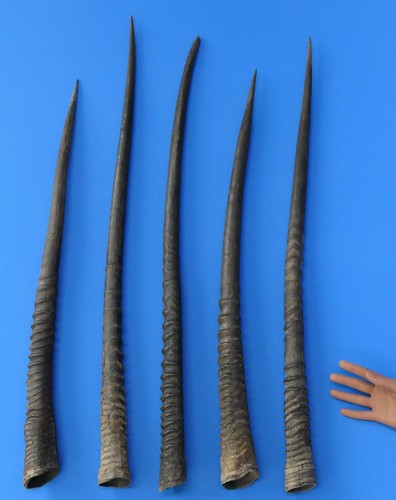 Cuerno de oryx, natural, cuerno de machote, longitud 80-89 cm, precio por 1 cuerno - Imagen 1 de 4