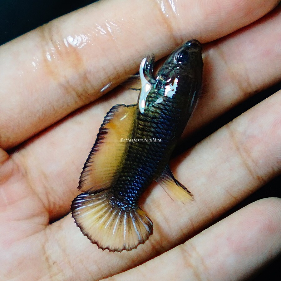 Live Tropical Betta Fish Mustard Gas Halfmoon Plakat Female eBay