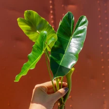 Burle Marx Philodendron Cutting | Air Roots w/ Multiple Nodes | Indoor & Outdoor