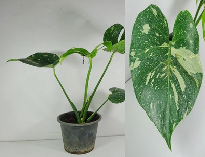 Variegated Monstera Deliciosa Thai Constellation Aroid Plant Not Cutting Ebay
