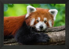 Red Panda Framed Wall Art Poster Canvas Print Picture