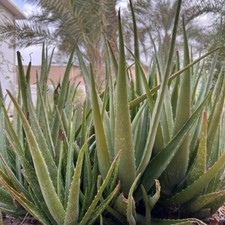 Aloe Vera Fresh Organic Leaves Cut To Order 500g-600g Herbal Oral  Skin Safe