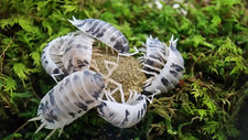 25 Live Dairy Cow Isopods Porcellio laevis 
