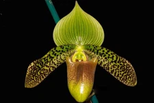 Paphiopedilum Duguesclin #1(sukhakulii x mastersonianum var. mohrianum), flower