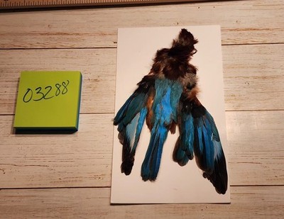 Turquoise Asain Fisher Pelt Lot 03288