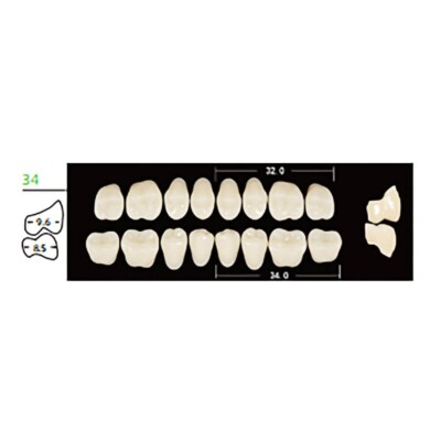 Dental Synthetic Polymer Resin False Teeth Denture Posteriors 28° 34L Lower A3
