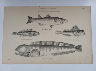 Antiker Druck um 1877 Acanthopterygii Wolf Fisch Meeräsche schwarze Grundel