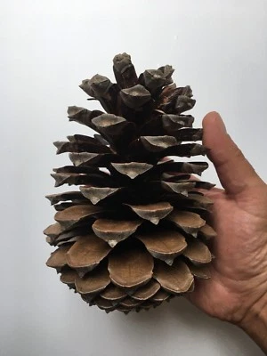 Riesen Tannenzapfen, extra extra groß bis 19 cm offen & trocken - Bild 1 von 2