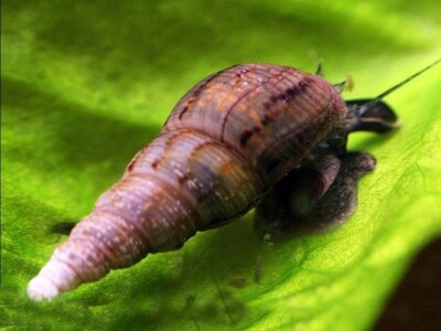 #ad #ad 8 Live Malaysian Trumpet Snails FRESHWATER $5.99