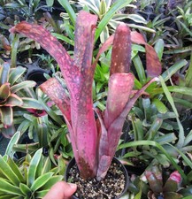 BUY 4 SAVE 20% Bromeliad Billbergia NEW YEAR'S EVE Offset - Vinzant Hybrid