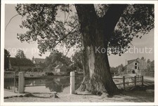 Oldenstadt Ortsblick Alter Baum