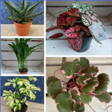 Small Houseplants Haworthia, Peperomia, Gynura, Nephrolepis 5-8cm pot easy