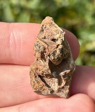 T-Rex Skull Fragment Fossil Tyrannosaurus Rex Hell Creek Theropod Dinosaur Bones