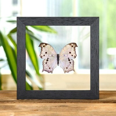 Waldperlmutt Schmetterling im Klarglasrahmen (Salamis pharhassus)