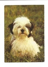 Postcard dog Shih Tzu puppy Planet publisher 1985 GDR