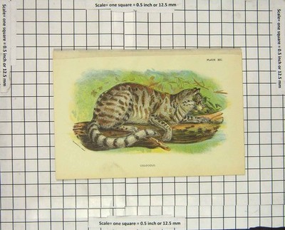 Original alter antiker Druck Farbe Colocolo Wildkatze Tier