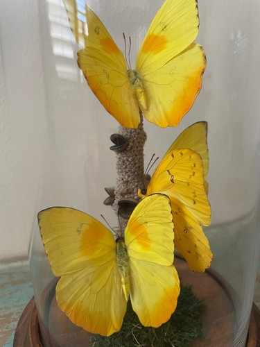Triple Yellowish Butterflies, Phobeus pilea, in a Dome - Bild 2 von 2