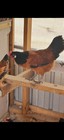 10💕RARE VORWERK Fertile EGGS. — photo 4