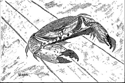 Florida Cedar Key Davis Seafood Crab Art Drawing Signed Verona Watson Postcard  