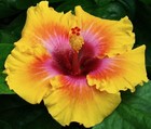 GRAND PRIX Tropical Hibiscus -- Plant in 4.5" pot — photo 1