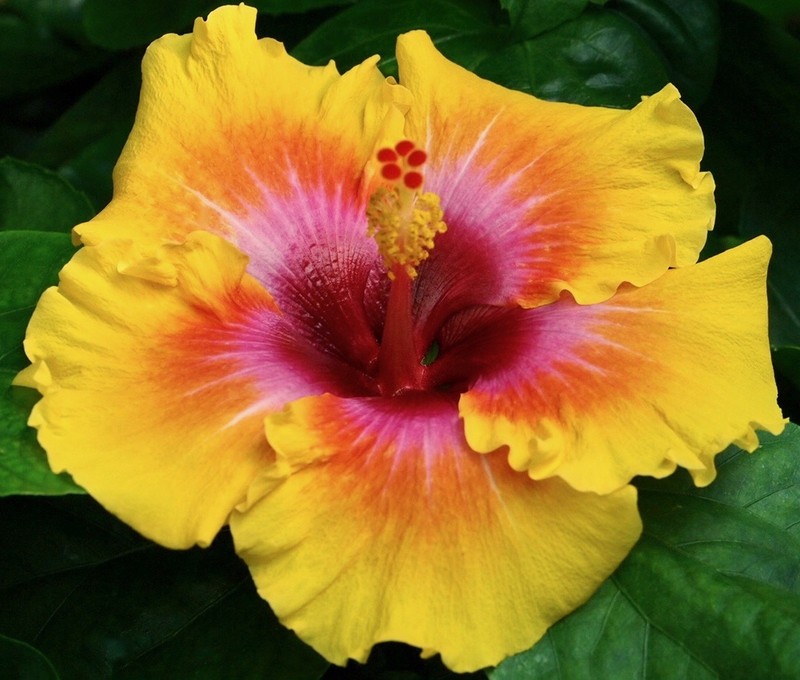 GRAND PRIX Tropical Hibiscus -- Plant in 4.5" pot