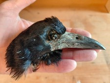 Rook Crow Head Skull  (Corvus Frugilegus) Preserved Taxidermy Goth Curiosities 