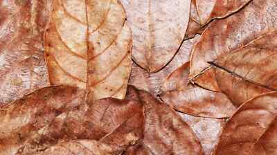 Jackfruit Leaves Natural Dried Jack Fruit leaves & Free Shipping 50-Piece
