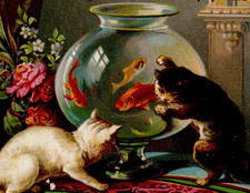 1885 Major Knapp & Co Metropolitan Life Insurance Trade Card Cats Goldfish