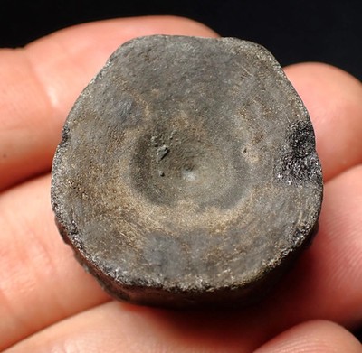 Jurassic ichthyosaur bone (vertebra) fossil Lyme Regis (31mm) marine reptile UK
