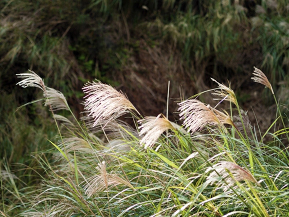 Miscanthus sinensis Hybrids (Chinese Silver Grass) - 40 seeds