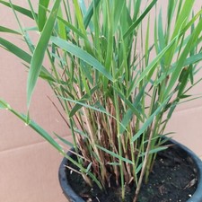 N2 Canna Di Palude O Cannuccia Di Palude Super Depuratore Naturale per Laghetti