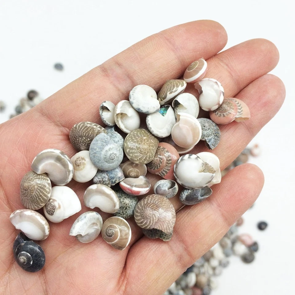 Pink Tiny Pearl Umbonium Button Sea Shells, 8 OZ Shells, 1/2 Inch - Image 3 of 4